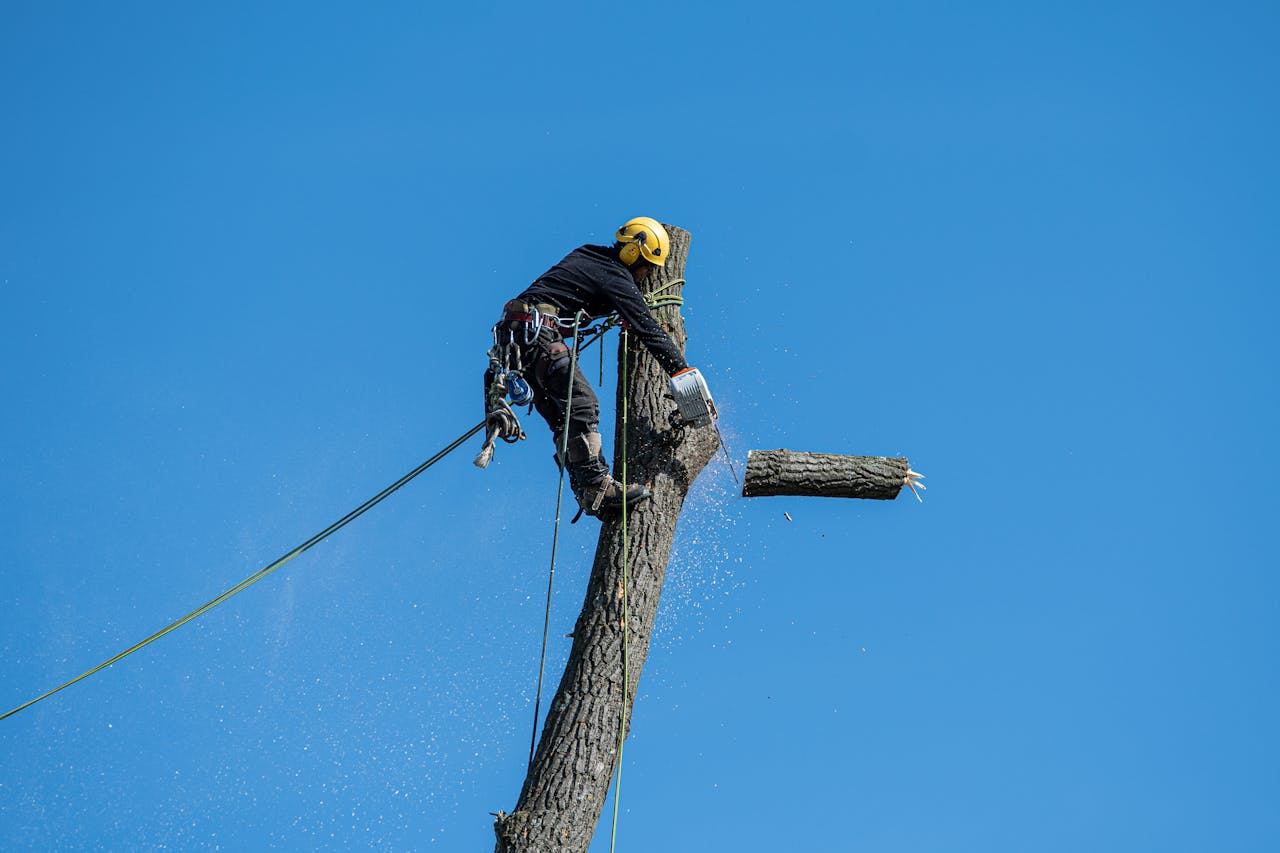 Home - Trevino Tree Trimming